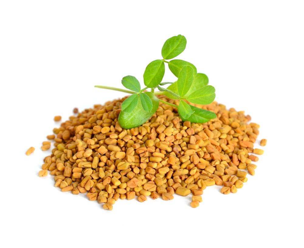 Fenugreek